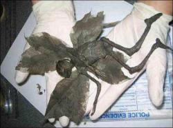 stalkism:  ”Do Fairies live at the bottom of your garden? Maybe not anymore but a recent discovery would suggest that they probably did. What appear to be the mummified remains of a fairy have been discovered in the Derbyshire countryside. The 8inch