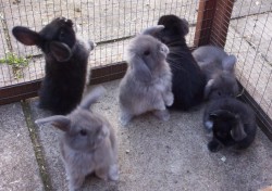 Cute little bunnys :)