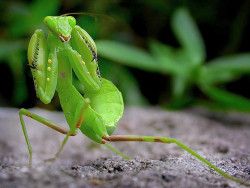 colorsoffauna:  螳螂.Praying mantis by 好運將 on Flickr.  Shandong Praying Mantis kung fu (Northern style)..  notice the arms held in defensive posture, able to spin and deflect the attacks of the opponent, but also the arms are flexed and raised