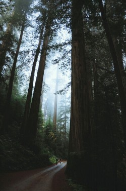 c0lisions:  Bike riders in the redwoods.