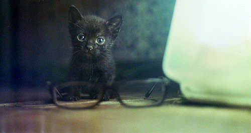 photogenicfelines:  gatito lindo (by paduano*) 