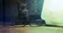 photogenicfelines:  gatito lindo (by paduano*)