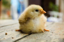  “research has proved that in some ways chickens are smarter