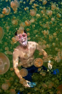 justrandomunknownthings:  Photographer Kevin Davidson has said, “the jellyfish have evolved into their own subspecies and have slowly lost their stinging cells, some snorkelers may feel a slight sting on more tender parts of the skin, but they’re
