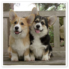 The pembroke welch corgi on the left would be @JenyMonster&rsquo;s while the cardigan welch corgi on the right would be mine. The look like us.
