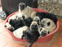 corbincorbin:  excusememister:  Yes, I’ll have all the pugs.  Bucket Of Pugs!!!  omg theyre so cute &amp; chubby!!