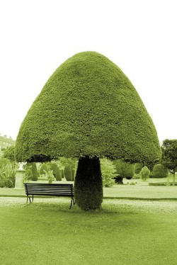 After looking at all the porn this pops up &amp; I can&rsquo;t help but see it with a dirty mind. It&rsquo;s just a tree for fucks sake! Lmao.