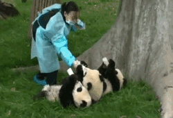 toptumbles:  Little pandas drinking milk