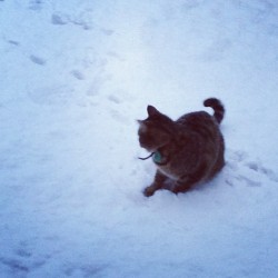 Cougar acting like he had never seen snow before. Spent the first ten minutes chasing snow balls. (Taken with instagram)