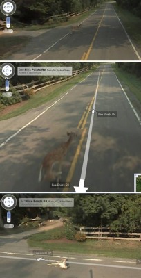 nicoception:  youissmartkindimportant:  GOOGLE KILLED A DEER  you had oNE JOB  And that job was photographing the street, which was done admirably despite the obstacle of attacking deer. :P