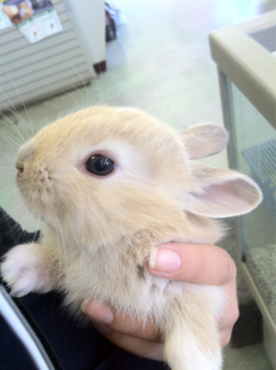 convulsing:  i want a bunny omg they’re illegal in qld :(((((((((