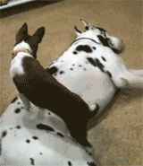 toptumbles:Little dog trying to sleep on big dog