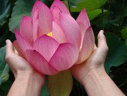  “As a lotus flower is born in water,