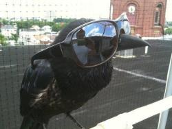 the-gays-of-our-lives:  neko-bii:  like-microwave-pizza:  queen-moriarty:  kristhegooseman:  thefrogman:  Once upon a midnight DEAL WITH IT.  I give a fuck, nevermore.  merely a bro, nothing more.  #suddenly there came a swagging as of someone gangsta