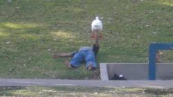 lisabunnies: You see the weirdest things at parks in LA. This guy was bench-pressing this goose for ten minutes.  