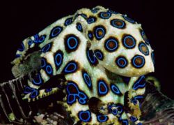 xihearthellokittyx:  Blue Ringed Octopus 