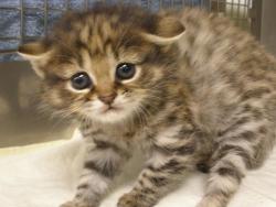 Funnywildlife:  Hybrid!! An African Black-Footed Cat Kitten Was Born To An Ordinary