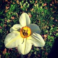 #flower #iphoneography #instagram  (Taken with instagram)