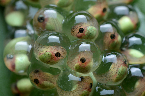 Porn photo sociologique:  Tree frog tadpoles (by ggallice)