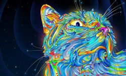 stonerbusiness:  Trippy  this kitty&rsquo;s spaced too! kneeerp