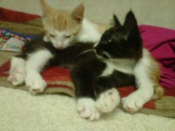 my two kittens, I rescued them in a publix parking lot. xD If you want proof ill give you my fb  ooh fancy publix kitties! :D no thats alright, theyre clearly yours  