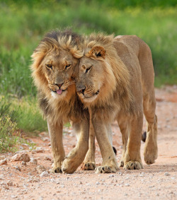 boxlunches:  top-tier-motherfucker:  thesilentsleeper:  Yeah that’s right I’m reblogging Gay lions  Hey bro. Over 560 species of mammals alone are proven to have rampant gay sex outside of mating season and many birds take on same-sex life long partners.