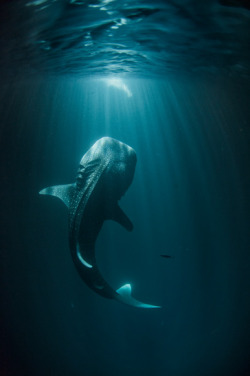 originalmaja:  whale shark, biggest fish in the sea 