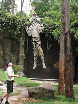 thepredatorblog:  Tigers have very powerful