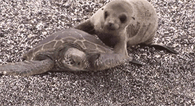 Sex   A seal helping a helpless turtle get back pictures