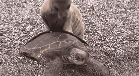 Porn   A seal helping a helpless turtle get back photos