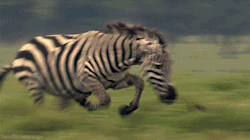johneggbutt:  have-a-plate-of-fuck-you-too:  mousaka:  YOU CAME TO THE WRONG NEIGHBORHOOD, MOTHERFUCKER  THAT IS THE ANGRIEST ZEBRA I HAVE EVER SEEN IN MY LIFE  IT GETS FUNNIER THE MORE I WATCH IT 