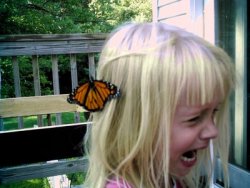 the-absolute-funniest-posts:  mexic-anus: You appreciate that butterfly on your head you little bitch, vintage white girl bloggers would kill for a picture like that   This post has been featured on a 1000notes.com blog.