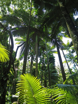 theadventurechild:    Jungle/tropical blog   
