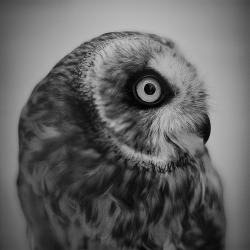 spidercamp:  portrait of an owl (by daylessday) 