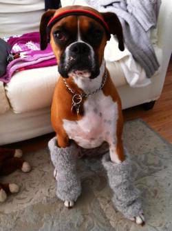 boxerlovers:  Wanna Dance!  I can&rsquo;t figure out how that dog is willingly wearing legwarmers.