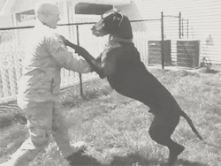 lgbt-milso:  komara12:  emily-stark:  Surprise Military Homecomings: Dog Edition  “A dog is the only thing on earth that loves you more than he loves himself.” - Billings   this will be my boyfriend and his dog!  This will be my girlfriend with her