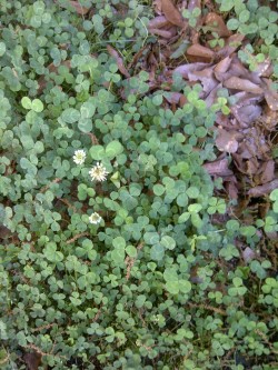 Can You Find The Four Leaf Clovers, I&Amp;Rsquo;Ve Seen 2 So Far