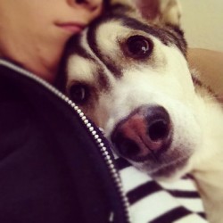 katenbake:  Can’t we just stay here all day? #wolf #wolflove #doublechin (Taken with instagram) 