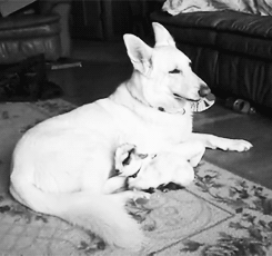 XXX stepchildofthesun:  It’s a dog and a baby photo