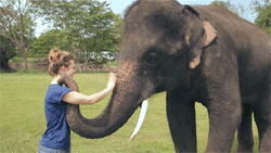 gayblackandproud:  that-confounded-bridge:  bam-loves-vinyl:        Oh my god my heart actually exploded from this happiness.  Omg the last gif it waved back omg  So many people always seem to forget just how intelligent elephants are.  the elephant drew