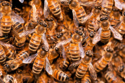 cuntbarf:  brenandge2010: Honey Bee Swarm by kaibara87 on Flickr. 