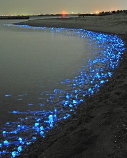 ohmyasian:  2305. The Glowing Firefly Squid. Found
