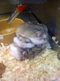 nohetero:  kittenhugs:  It’s a ham sandwich  like was that really fucking nessecary you all have to sleep in that spot 