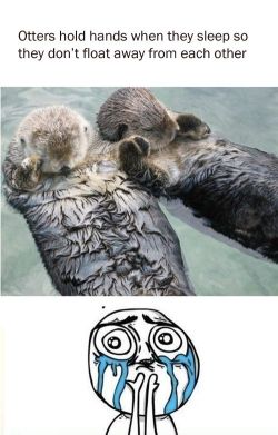 slothwangg:  jsantagato:  …I love otters