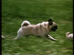 thefault-in-your-face:  fuck dis bitch i gotta go  awww poor little pug puppy :( he was going as fast as his/her little legs could.