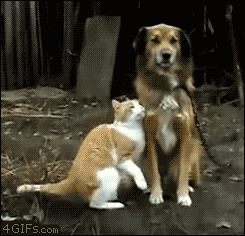 opaldream:   OH MY GOD IN THE LAST GIF THO THE DOG CATCHES THE KITTY WHEN SHE BEGINS TO FALL AND HELPS SET HER DOWN SAFELY  