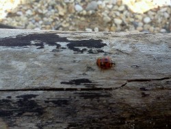 Lady bug!