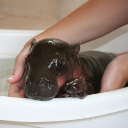 kg808:  rurone:  u-ok:  yanagoya:  shinkisrule:  des-etoiles:  baby hippo baby hippo baby hippo!  WE INTERRUPT THIS NERD BLOG FOR A BABY HIPPO. YOU MAY NOW GO BACK TO YOUR REGULARLY SCHEDULED FANGIRLING.  OH MAI GAWD   This isn’t just a baby hippo,
