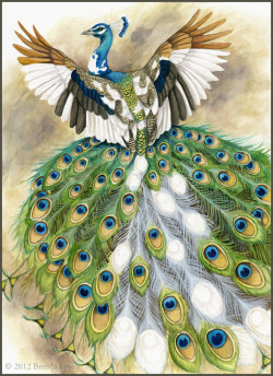 deviantbirds:  Piebald Peacock by *windfalcon