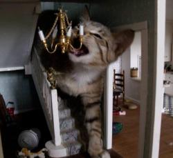 catsdoingsillythings:  giantrobotwar:  and accurate representation of my life.  [Image: a photo of a brown tabby kitten walking down the staircase of a dollhouse and trying to bite the miniature chandelier.] 